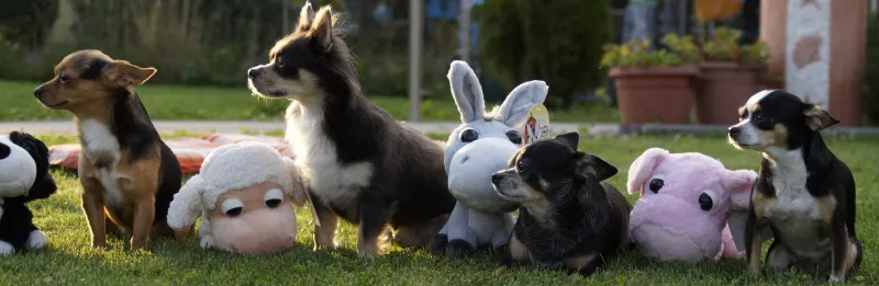 Kleine Hunde sitzen zwischen Plüschtieren auf der Gartenwiese
