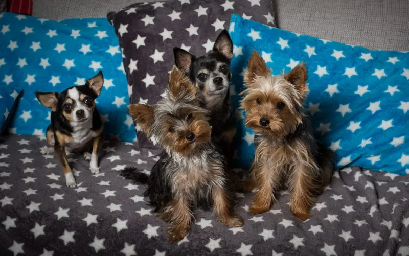Vier kleine Hunde sitzen gemeinsam auf der Couch
