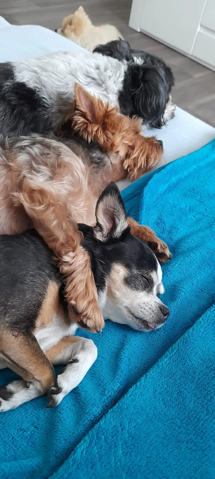 Vier kleine Hunde machen gemeinsam Nickerchen auf der blauen Decke