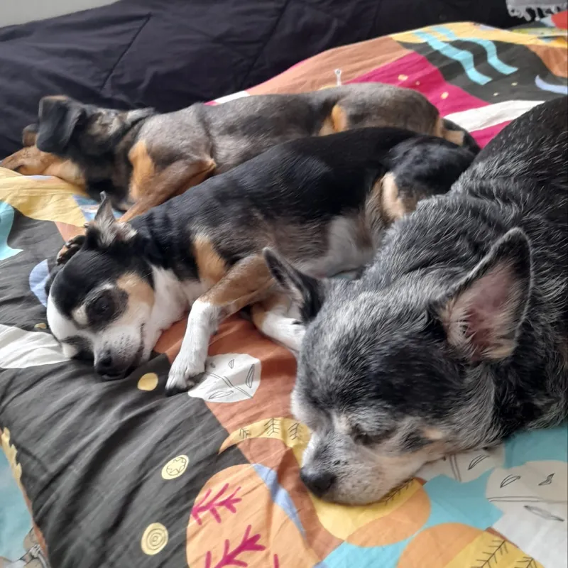 Drei Chihuahuas schlafen aneinandergekuschelt auf der Bettdecke