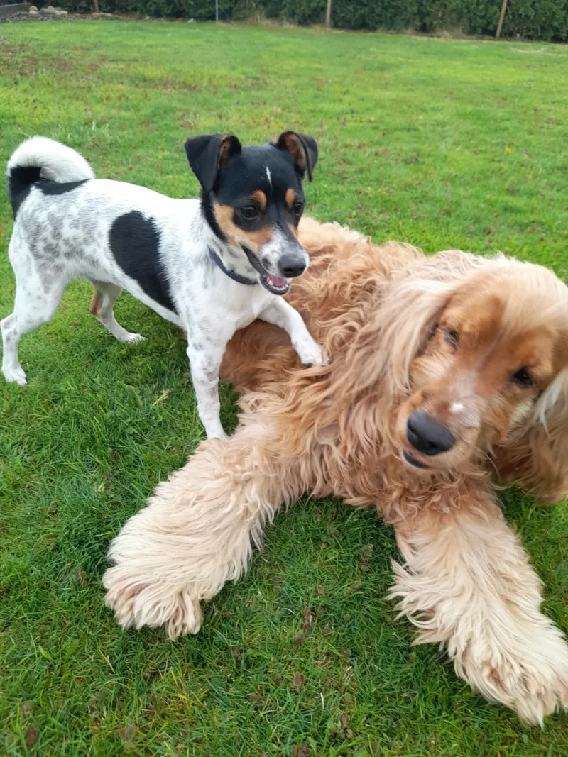 Zwei Hunde spielen ausgelassen auf der Wiese