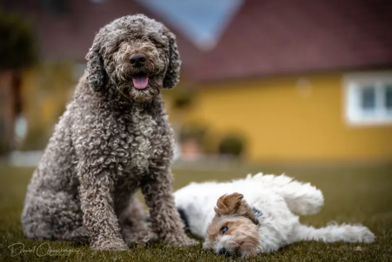 Lagotto und Terrier rasten gemeinsam auf der Wiese im Garten