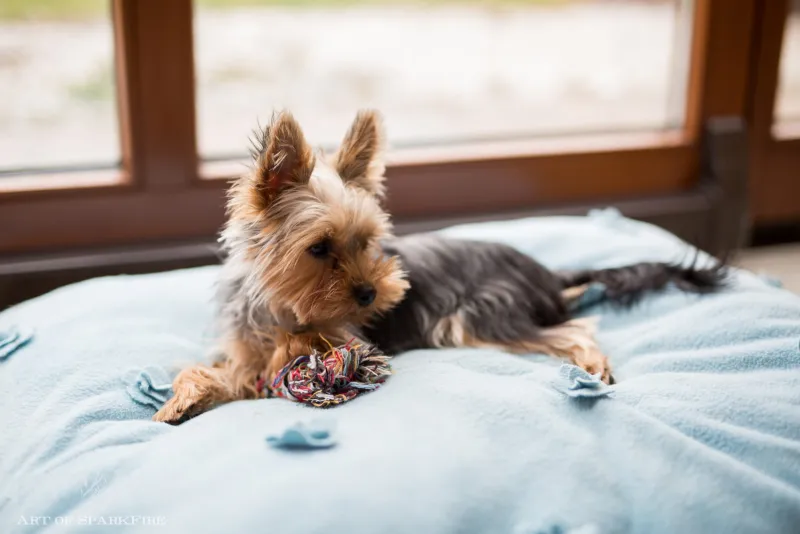 Yorkshire Terrier liegt auf seiner Decke am Fenster