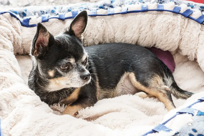 Chihuahua ruht entspannt in seinem flauschigen Körbchen