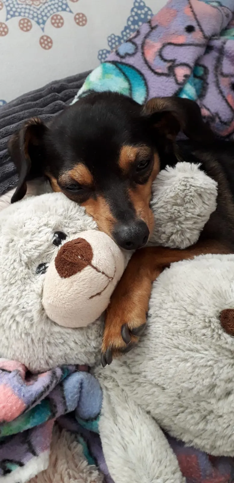 Pinscher kuschelt schlafend mit einem großen Teddybären