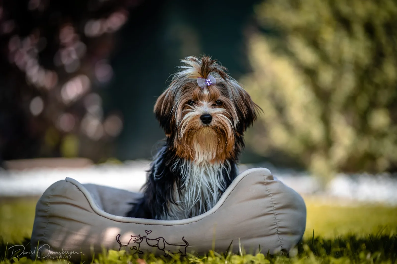Kleiner Yorkshire Terrier sitzt in einem Hundekörbchen im sonnigen Garten der Hundepension Maria