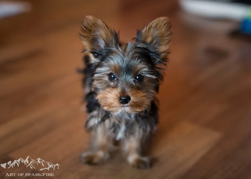 Yorkshire-Terrier-Welpe schaut neugierig in die Kamera